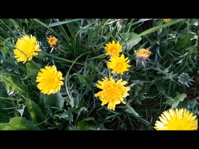 DANDELION MEDITATION