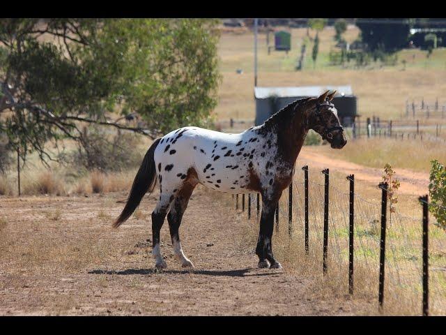 Sportaloosa / Knabstrupper stallion at stud in Australia - Cayuse Xxtra Grand