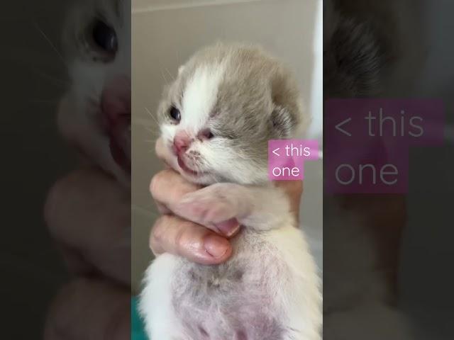 Ellie’s kittens eyes are OPEN #catbreeding #catbreeder #britishshorthair #cattery #cats #kittens