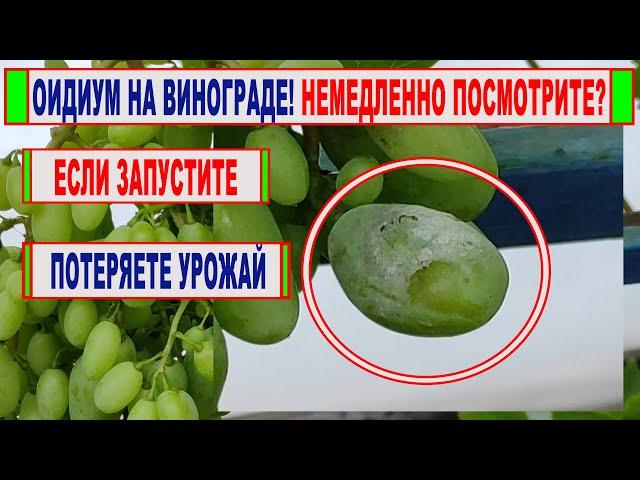  В ПОЖАРНОМ ПОРЯДКЕ сделайте ЭТО на винограде! ВСПЫШКА ОИДИУМА! Как его определить и ЧТО ДЕЛАТЬ!