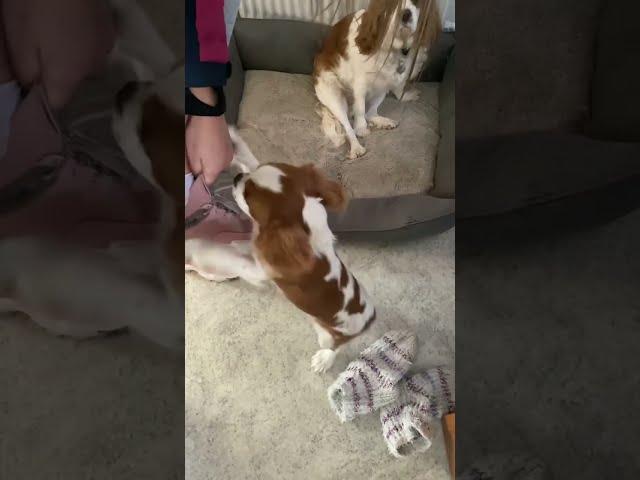 The funniest dog  I have ever see