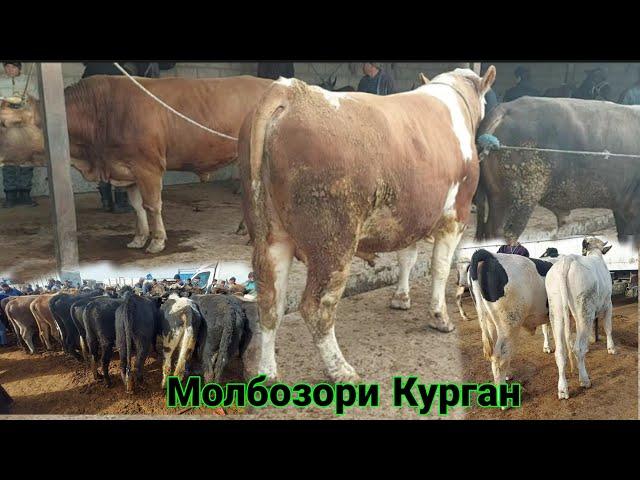 МОЛБОЗОРИ КУРГАН ХОЧИ ШАРИФ НАРХИ БУКАИ КАЛОН БУКАЧА ноября 2021 г.