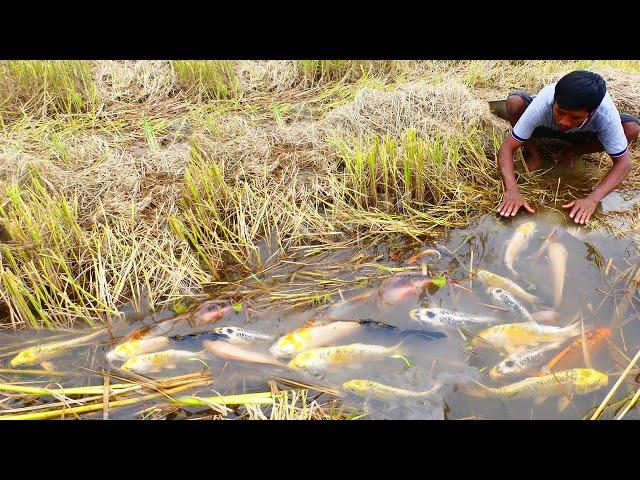 so amazing! this country have a lots beautiful fish a lots, japan koi fish in field catch raising