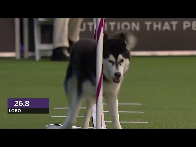 Dogs: husky vs border collie agility