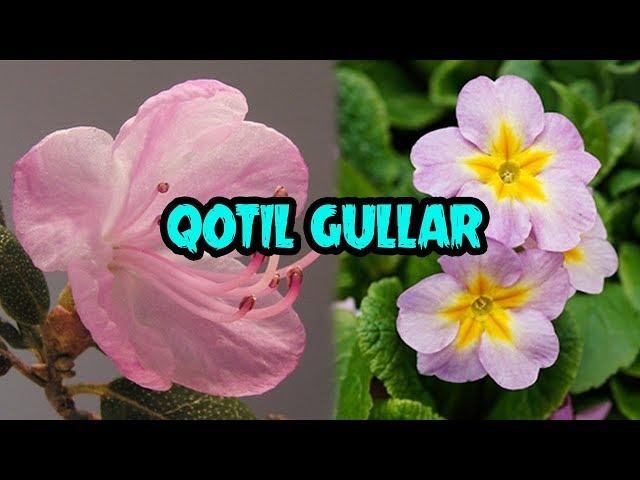 ҚОТИЛ ГУЛЛАР | QOTIL GULLAR