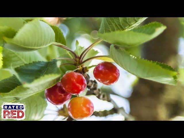 How to Identify Edible Plants in the Wild