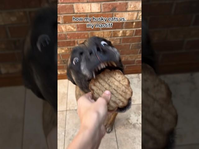 Bridget likes food slightly more  #dogs #englishmastiff #husky