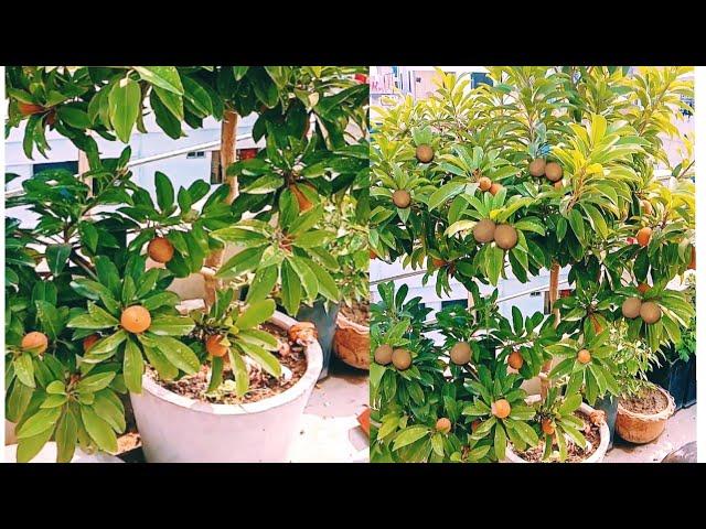 How To grow sofeda/sapota/sapodilla in container.