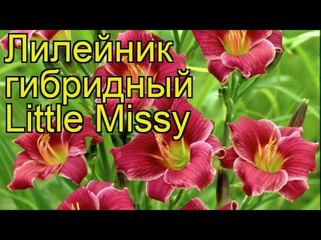 Лилейник гибридный Литл Мисси. Краткий обзор, описание hemerocallis hybrida Little Missy