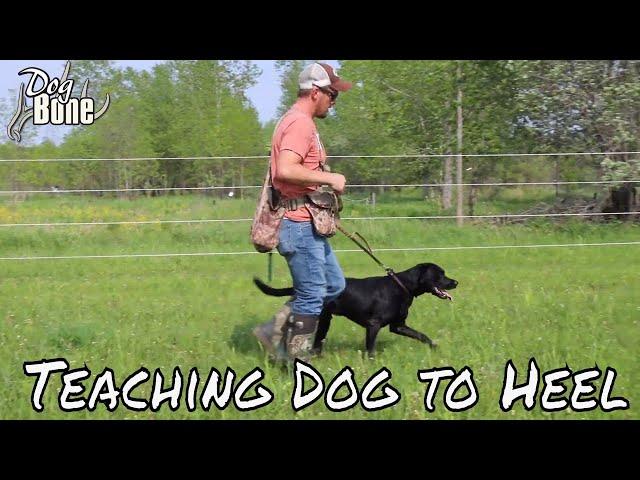 Teaching a Dog to Heel: Stop Pulling on Lead