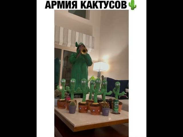 ВЕСЁЛЫЙ КАКТУС . Приколы. Хохма. Ржака