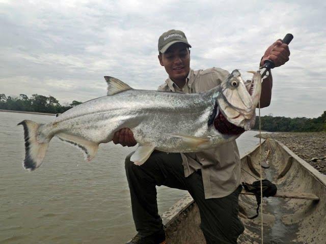 CRISTIAN VANEGAS pesca de Payara en la Macarena Meta Colombia