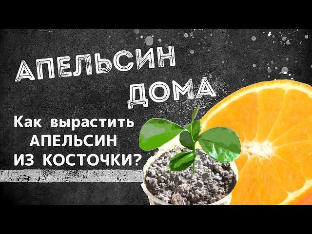 АПЕЛЬСИН ДОМА | Как вырастить апельсиновое дерево из косточки? | СНАЧАЛА БЫЛО СЕМЕЧКО