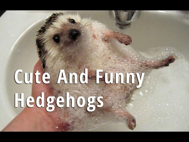 Смешные животные. Еж || Funny animals. Hedgehog