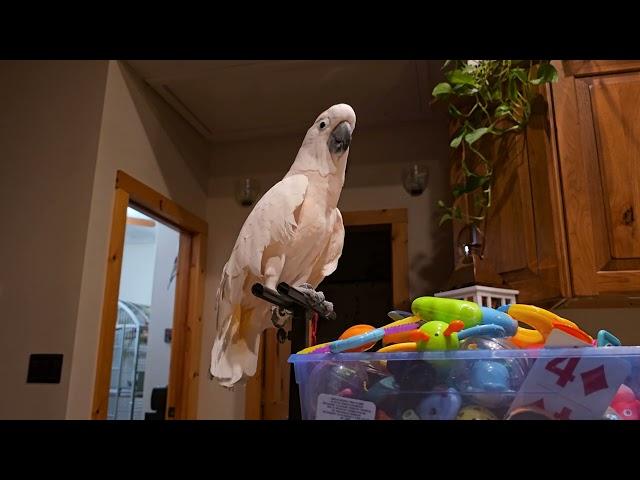 Don't Let A Cockatoo See You Talk To A Cat!