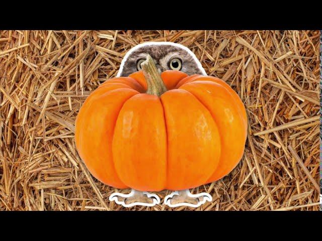 Pumpkin Game For Preschool Class | Thanksgiving Day Game