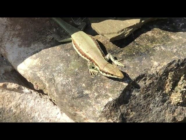 Close up of a Lizard in Cyprus