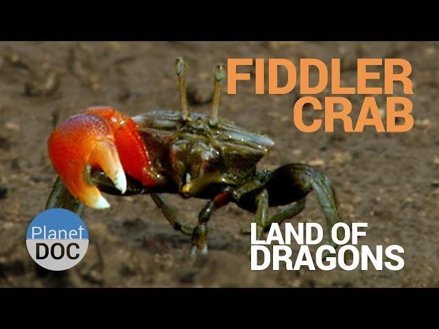 Fiddler Crab. Land of Dragons | Nature - Planet Doc Full Documentaries