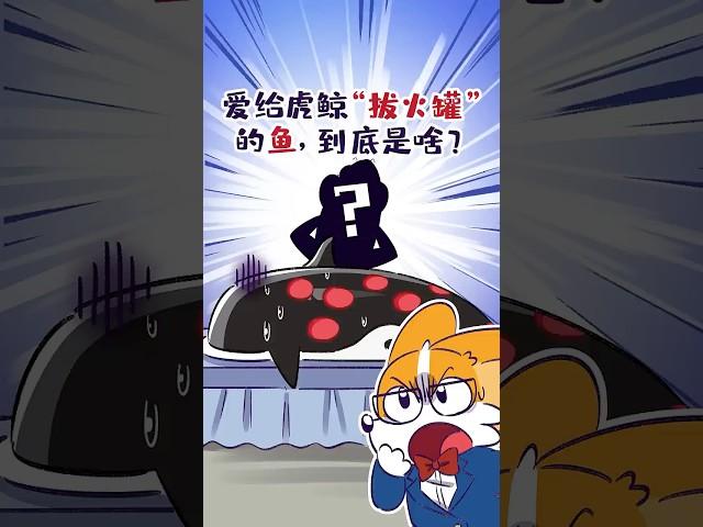 别看这鱼个头小，它敢给虎鲸“拔火罐”！#shorts #虎鲸 #达摩鲨 #我是小魔