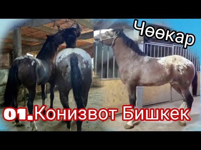 Бишкек Чөөкар Конизовот 01