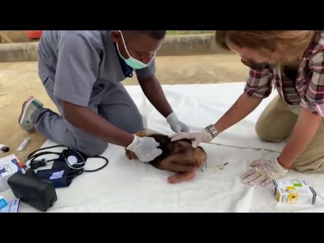 Baby Chimpanzee Rescue from poachers