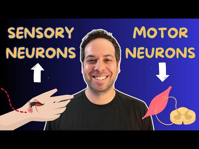 Sensory Neurons & Motor Neurons I Nervous System I Afferent vs Efferent