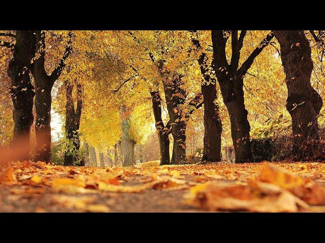 Incredibly beautiful autumn melody! autumn - Beautiful Music For the Soul! The best compositions