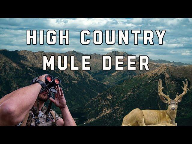 High Country Mule Deer Hunt | Colorado Mule Deer Hunt | Velvet Mule Deer Hunting