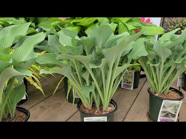 Hosta 'Blue Angel' & 'Krossa Regal' // Beautiful BLUE Foliaged, Easy to Grow, Shade Loving Hostas