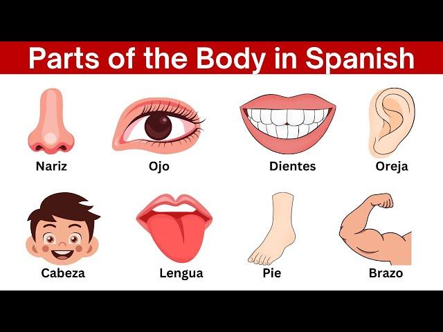 Parts of the Body in Spanish | Human Body parts names in Spanish