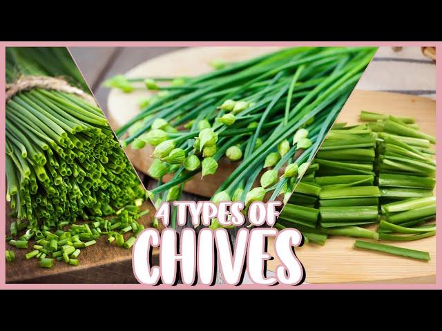 CHIVE, GARLIC CHIVE, CHIVE FLOWER, and YELLOW CHIVE