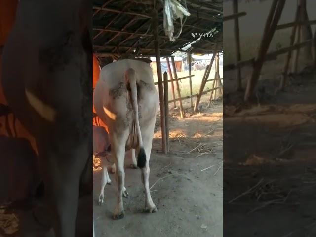 2022..milk cow fore sell chatakal hunger cow lover like subscribe