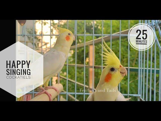 Happy Singing Cockatiel | Make your Cockatiel Sing & Chirp #birds #cockatiel #singer #funny #cute