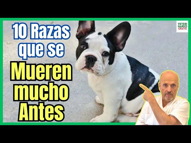  LAS 10 RAZAS DE PERROS QUE VIVEN MENOS AÑOS  O SE MUEREN MUCHO ANTES