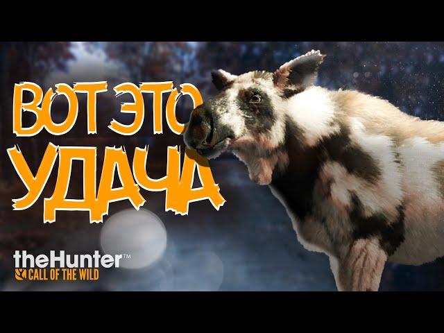 theHunter Call of the Wild - НЕВЕРОЯТНАЯ ОХОТА - Горы Новой Англии
