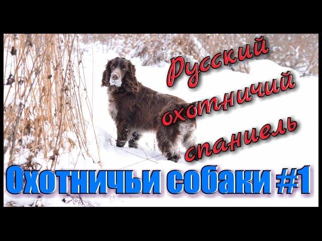 Охотничьи собаки #1. Охота с собаками. Русский охотничий спаниель. Hunting in Russia