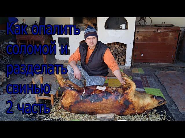 Как опалить соломой и разделать свинью 2 часть    How to singe with straw and butcher a pig