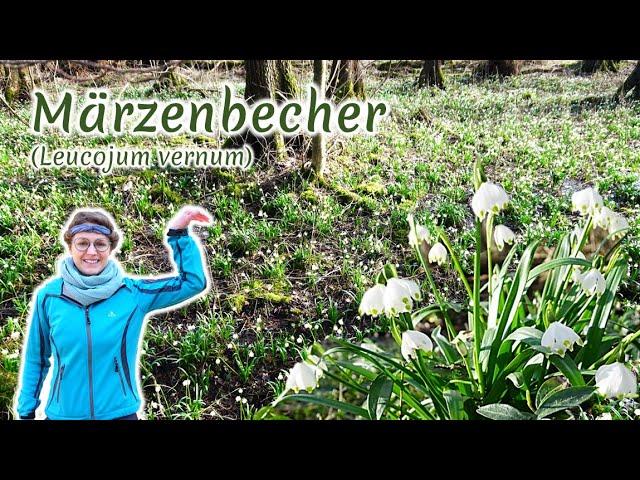 Märzenbecher (Leucojum vernum) - Artenporträt: Merkmale | Ökologie | Wissenswertes