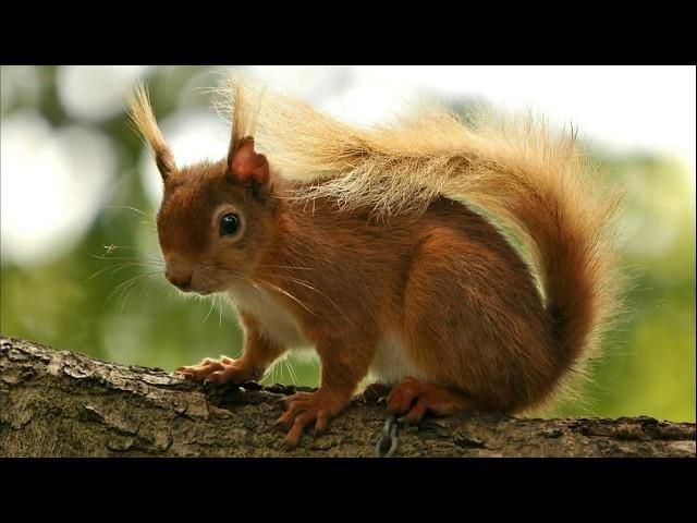 Ratatoskr the Mischievous Messenger - Norse Mythology