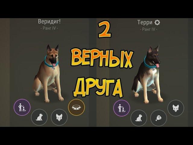 ПОЛУЧИЛ 2-ГО ВЕРНОГО ДРУГА ! 2 ПСА НА 1 ЛОКАЦИИ РЕАЛЬНОСТЬ ! Last Day on Earth: Survival