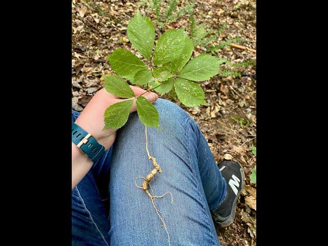 American Ginseng in Kentucky - Five Minute Version