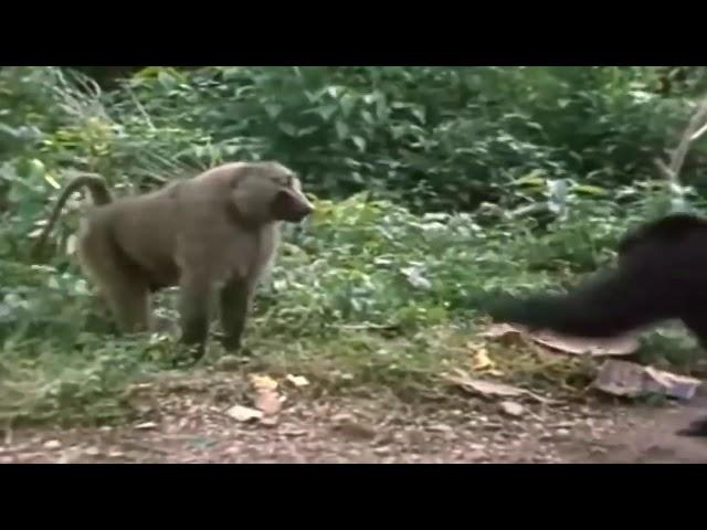 2 Chimpanzees VS Baboon