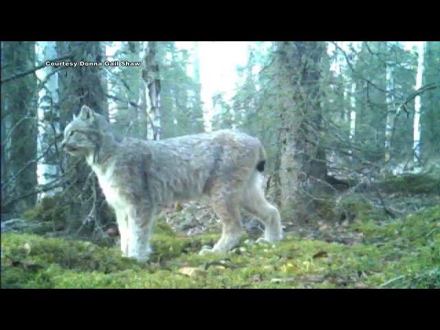 Anchorage woman eager to see what game camera turns up