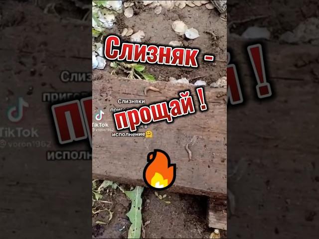 Слизняк, прощай!#слизни#вредители#огород#slugs#pests#garden#shorts#борьба#struggle