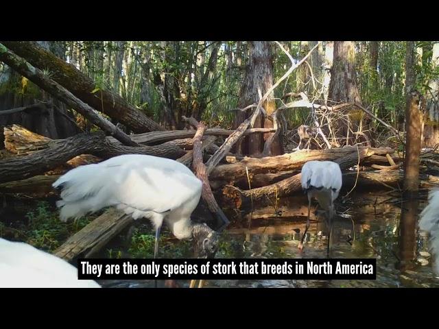 Some NEED TO KNOW FACTS About the High-Flying Wood Stork