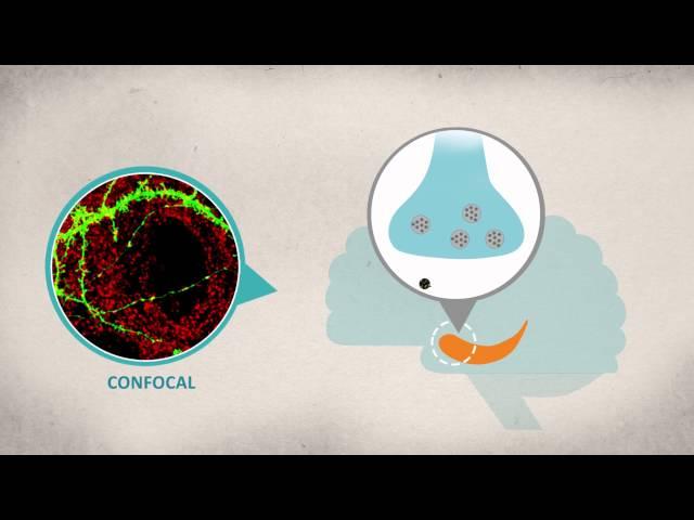 Two Faces of IGF-1 Receptor in Hippocampal Synaptic Transmission