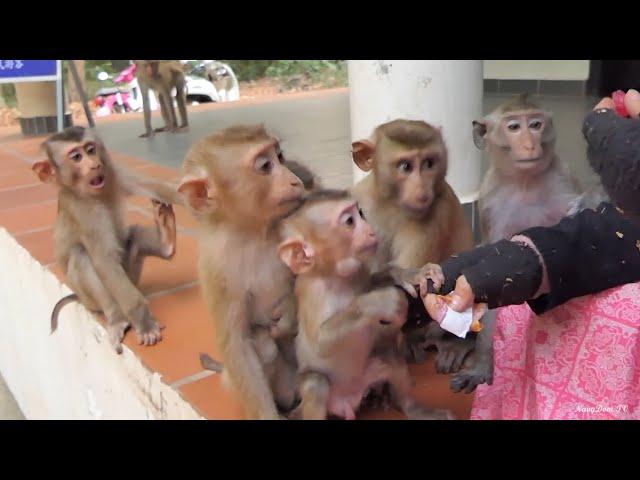 Must-See: Jordan’s Daring Encounter with An Abandoned Monkey Mom KT & His Heartwarming Reunion 