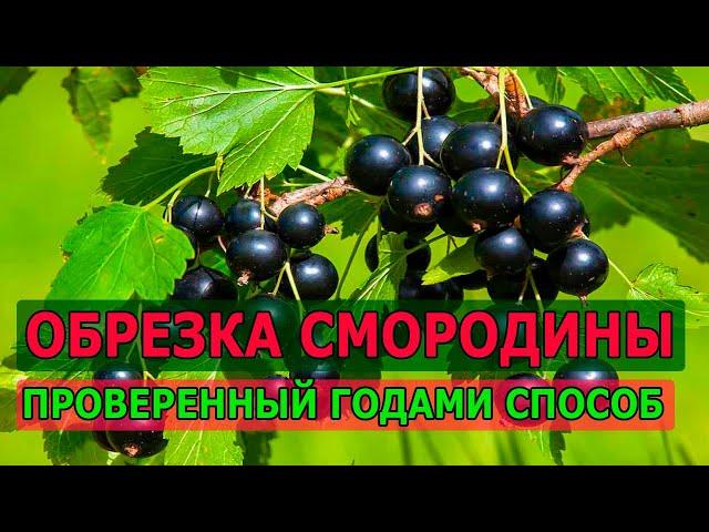 ОБРЕЖЬТЕ ТАК СМОРОДИНУ И ОНА ЗАВАЛИТ ВАС УРОЖАЕМ ЛЕТОМ. ОБРЕЗКА СМОРОДИНЫ НА УРОЖАЙ. СМОРОДИНА.