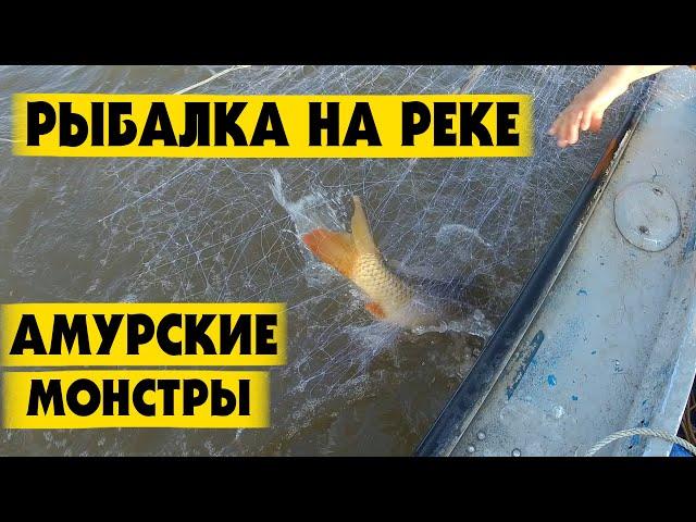 Рыбалка на Амуре Летом. Верхогляд Сазан. Рыбалка сетями