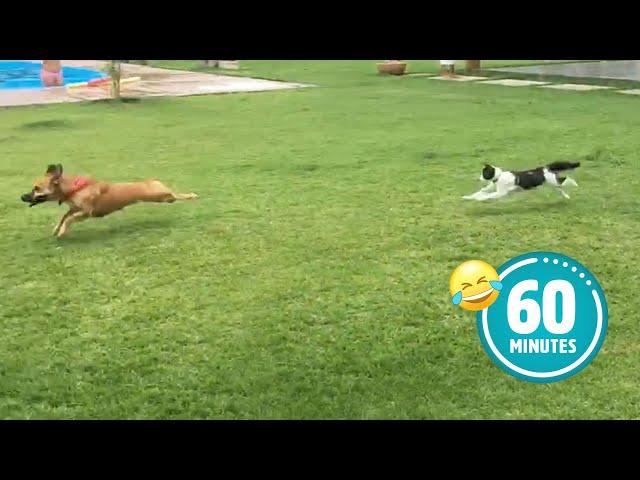 Hilarious Cat CHASES Dog  | FUNNIEST Animals and Pets